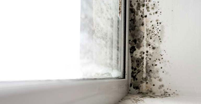 Condensation causes mold and mildew around windows 